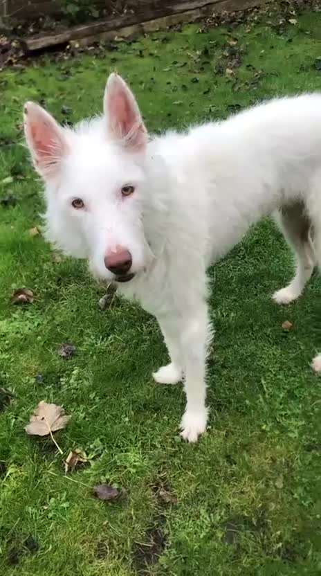 Ibizan Hound dogs for adoption: Babu - Spanish Podenco  in Doncaster - Video 2