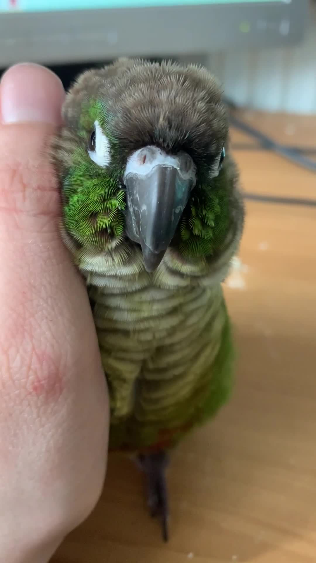 Conures birds for sale: Loki- Green Cheeked Conure, Hand-Reared in Hemel Hempstead - Video 1
