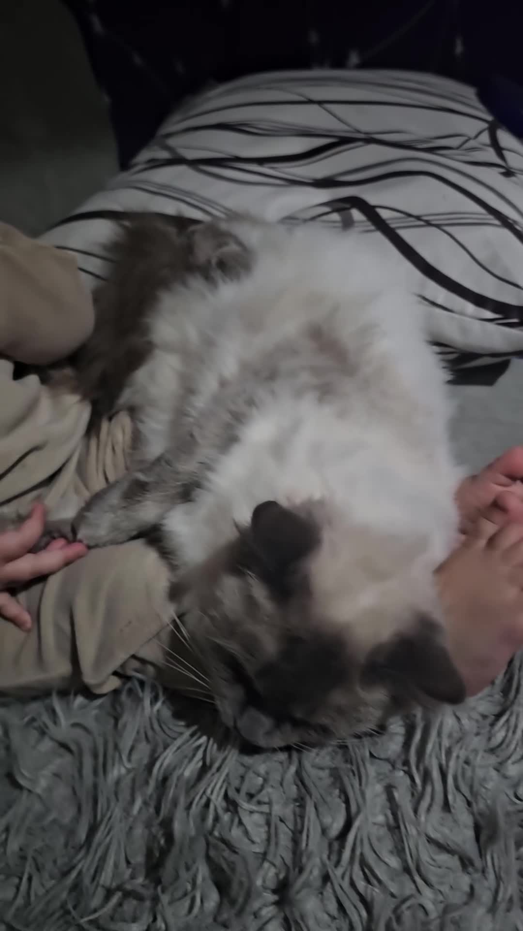 Ragdoll cats for sale:  beautiful Ragdoll cat - Video 2