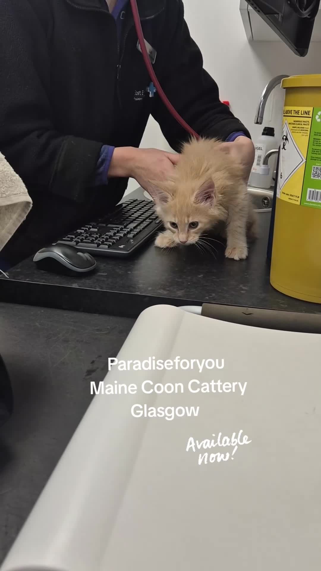 Maine Coon cats for sale: Maine Coon kittens  - Video 1