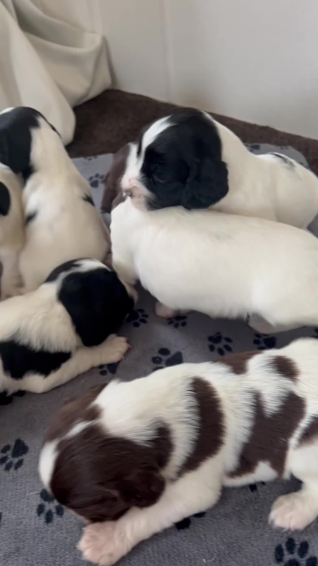 English Springer Spaniel dogs for sale: 10 stunning spaniel puppies for sale  - Video 1