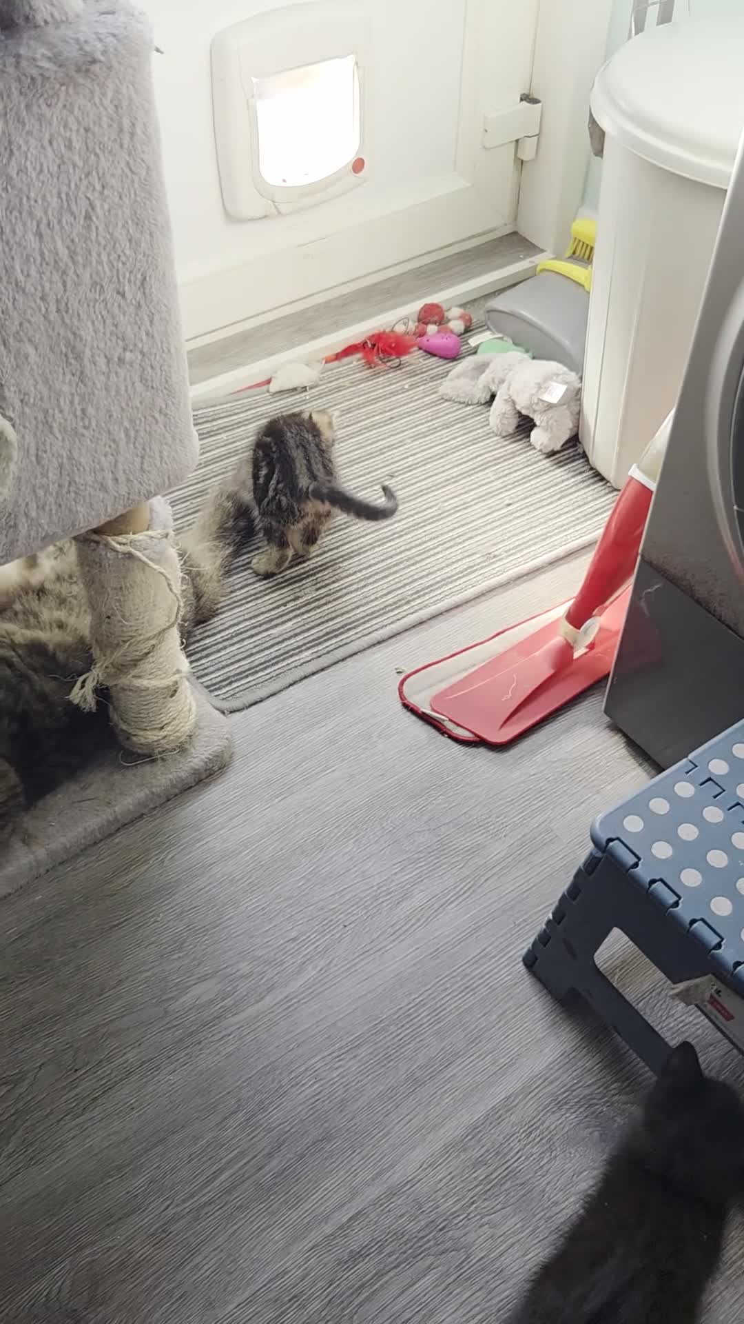 Mixed Breed cats for sale: 5 gorgeous male kittens in Livingston - Video 2