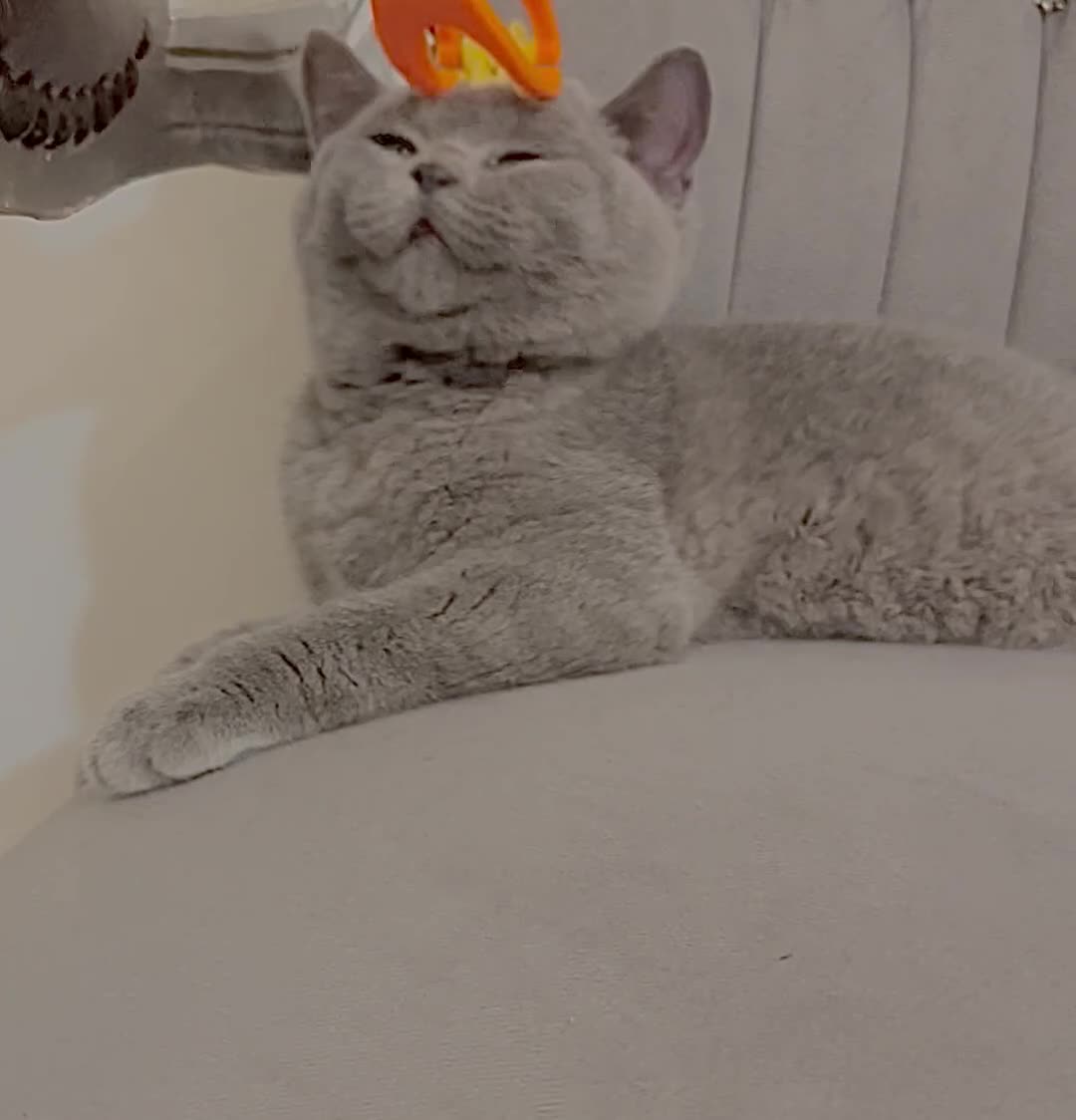 British Shorthair cats for sale: British blue shorthaired male & female kitten - Video 2