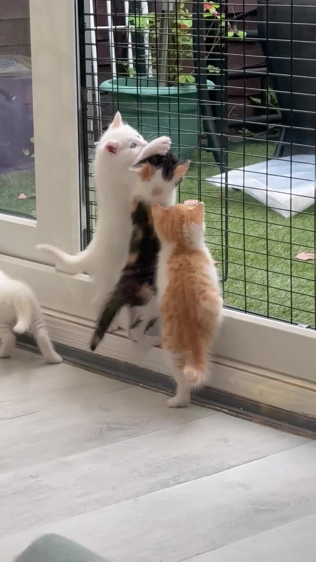Khao Manee cats for sale: 6 kittens. 2 male and 4 female  - Video 2