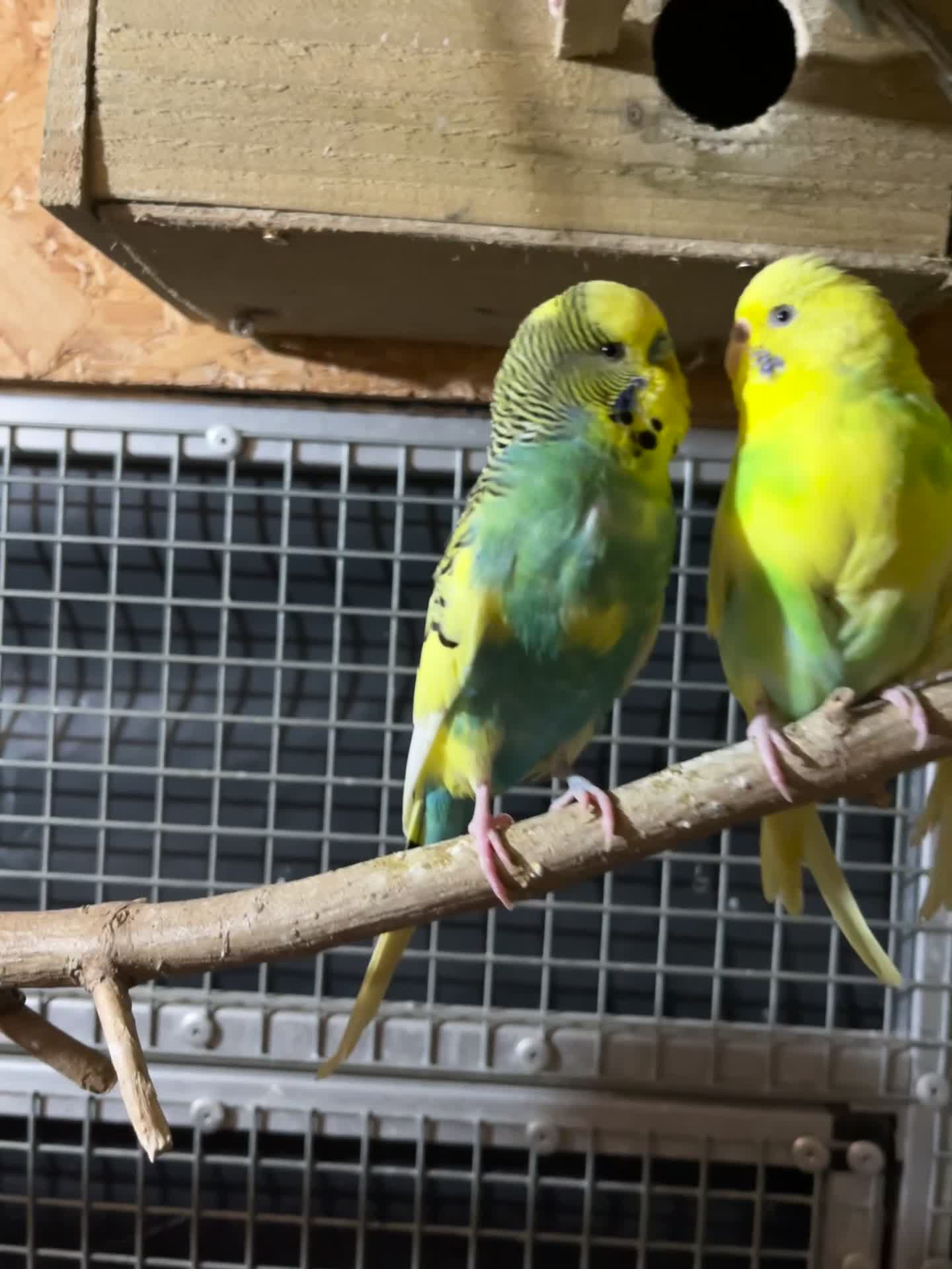 Budgerigars birds for sale: Budgerigars PROVEN BREEDING PAIR  - Video 1