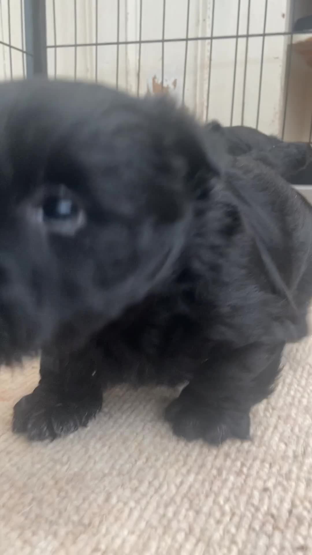 Scottish Terrier dogs for sale: Adorable Scottish Terror Puppies  - Video 3