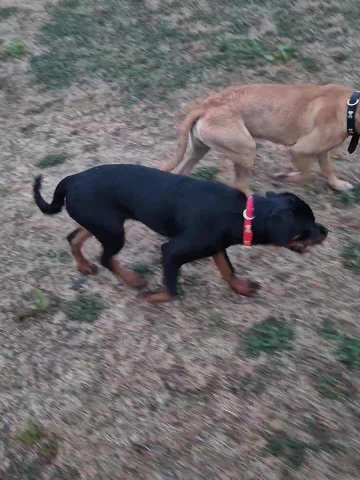 Rottweiler dogs for sale: 6 month old female rotty - Video 1
