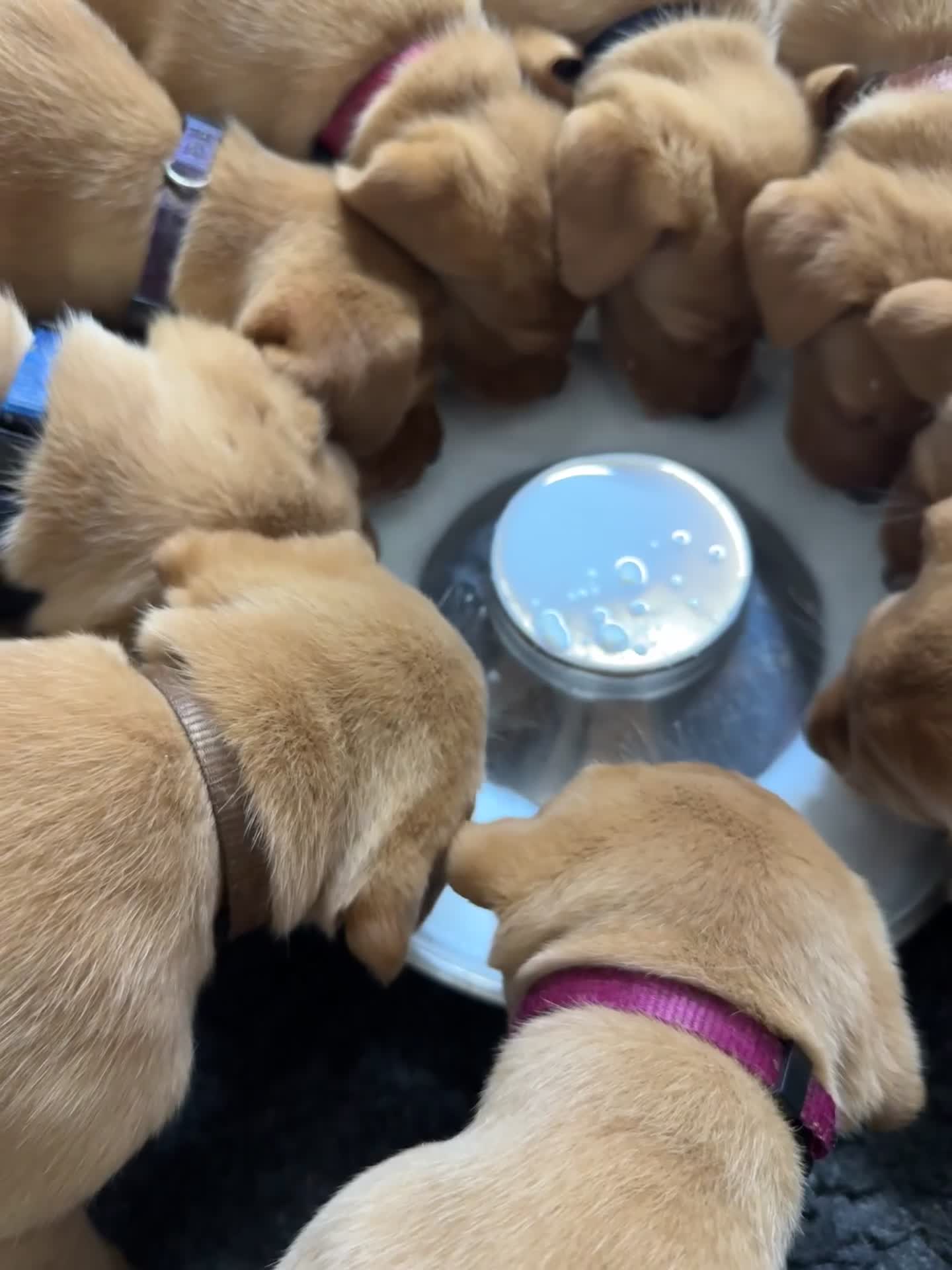 Labrador Retriever dogs for sale: KC Reg Health Tested Fox Red working line 4th Gen  - Video 1