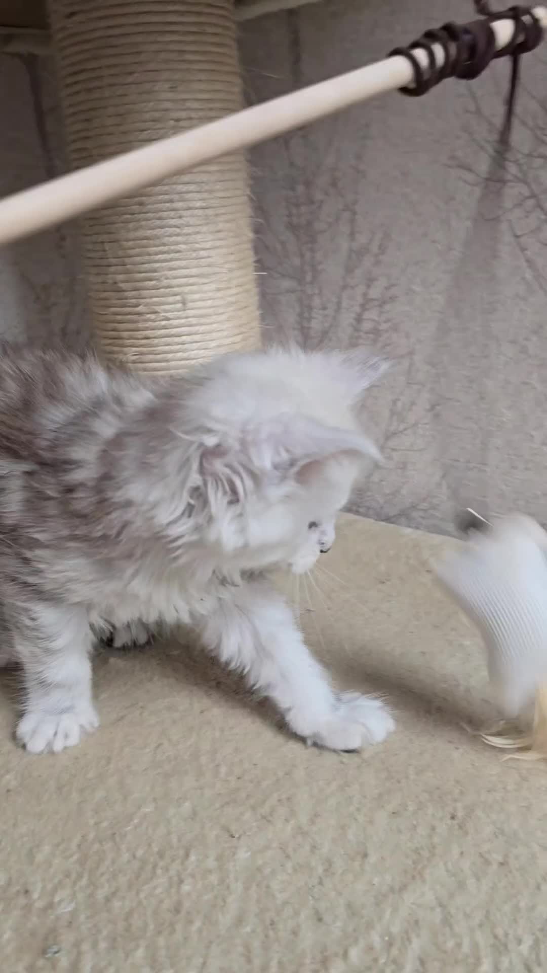 Maine Coon cats for sale: RARE Maine Coon Kittens Black Shaded  - Video 1