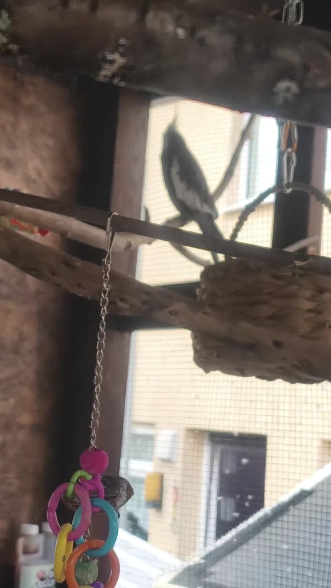 Cockatiels birds for sale: Young Male all grey mixed pied cockatiel  - Video 1