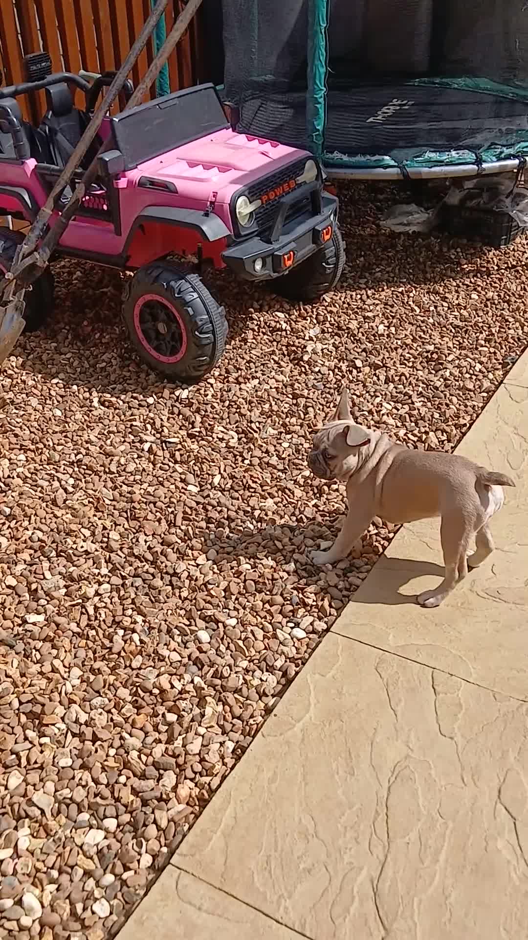 French Bulldog dogs for sale: Reduced £1000 1 Beautiful French Bulldog - Video 3