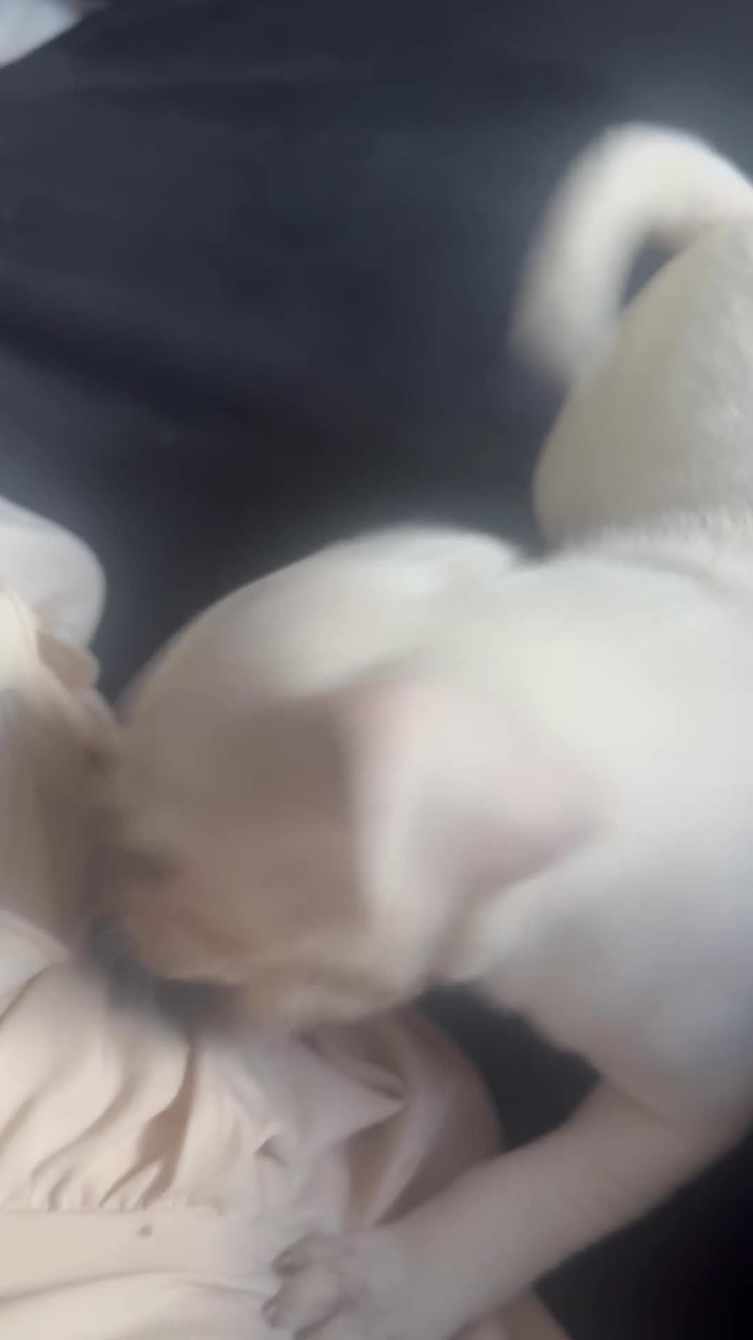Pug dogs for sale:  Beautiful Pug Boy Looking for His Forever Home 🐾 - Video 1
