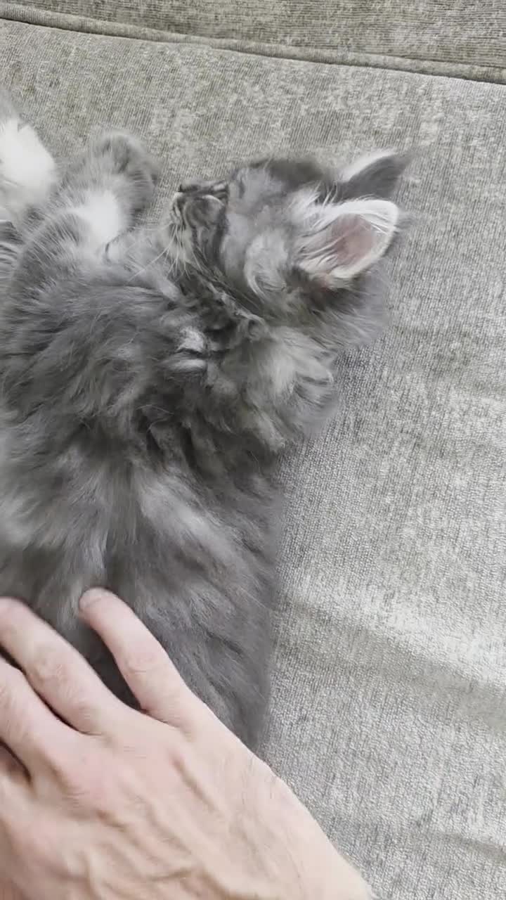 Maine Coon cats for sale: Ready now adorable maine coon Kittens 4bs & 1g - Video 1