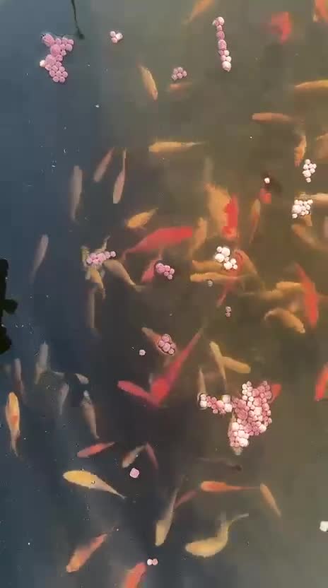 Goldfish fish for sale: 27 Healthy Pond Goldfish – Must Go Together in Wirral - Video 1