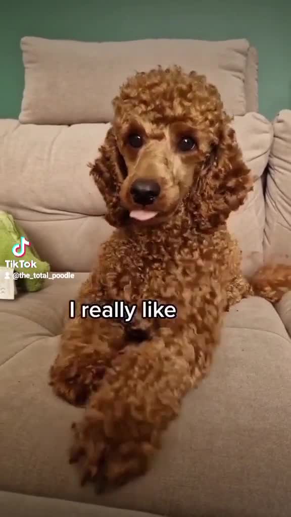 Miniature Poodle dogs for stud: ✅️DNA Test Red KC Miniature Poodle Stud Manchester in Manchester - Video 2