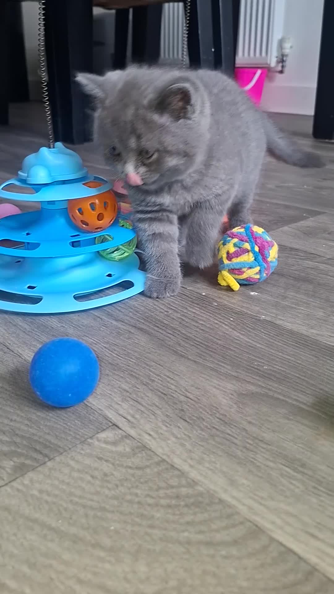 British Shorthair cats for sale: 💙 Last Blue Boy British Shorthair to Reserve 💙 - Video 2