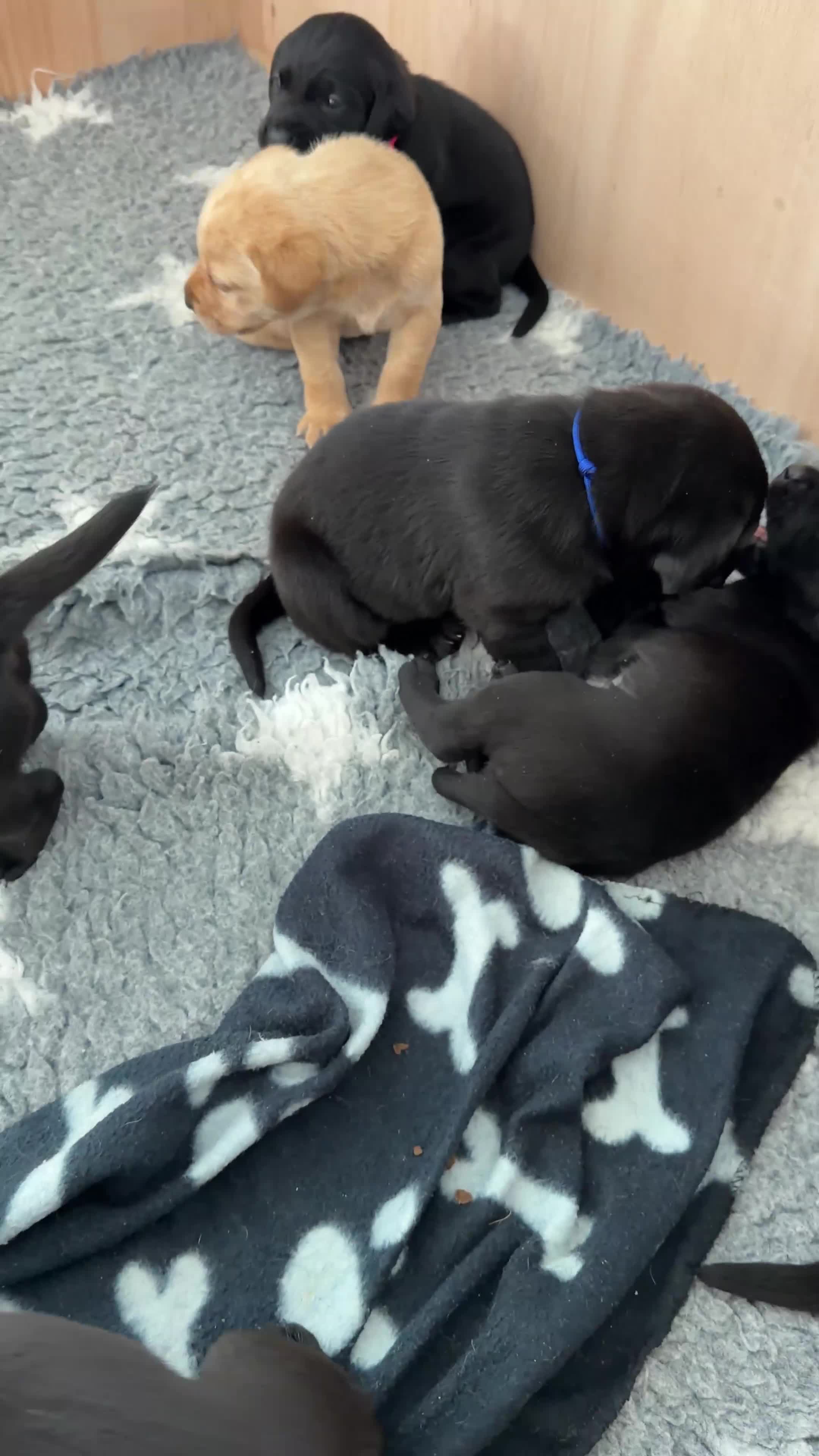 Labrador Retriever dogs for sale: KC Registered, Pedigree, Labrador Retrievers  - Video 1