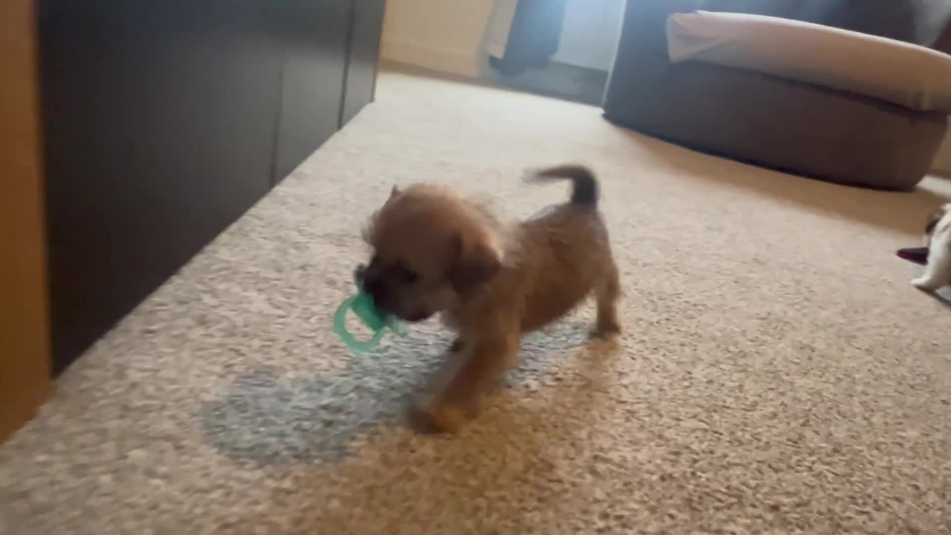 Zuchon dogs for sale: Shihzu x Bichon x Westie - Video 1