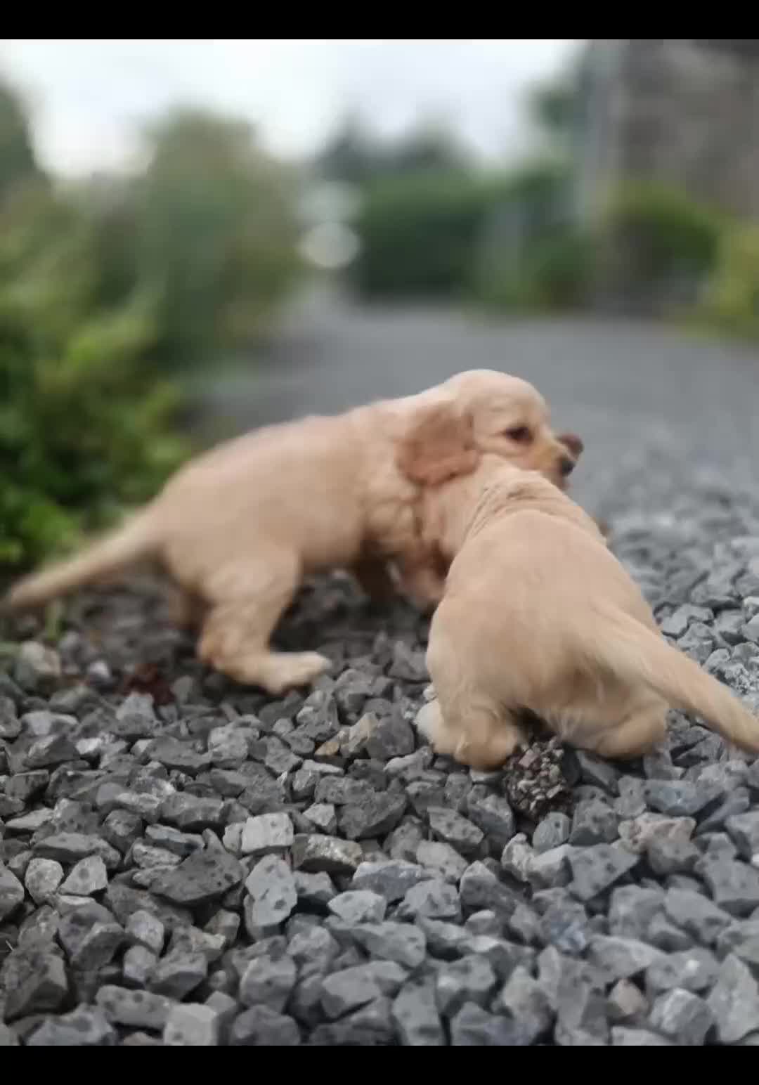 Cocker Spaniel dogs for sale: ⭐Quality Show Type Light Gold Cocker Spaniel Pups - Video 3