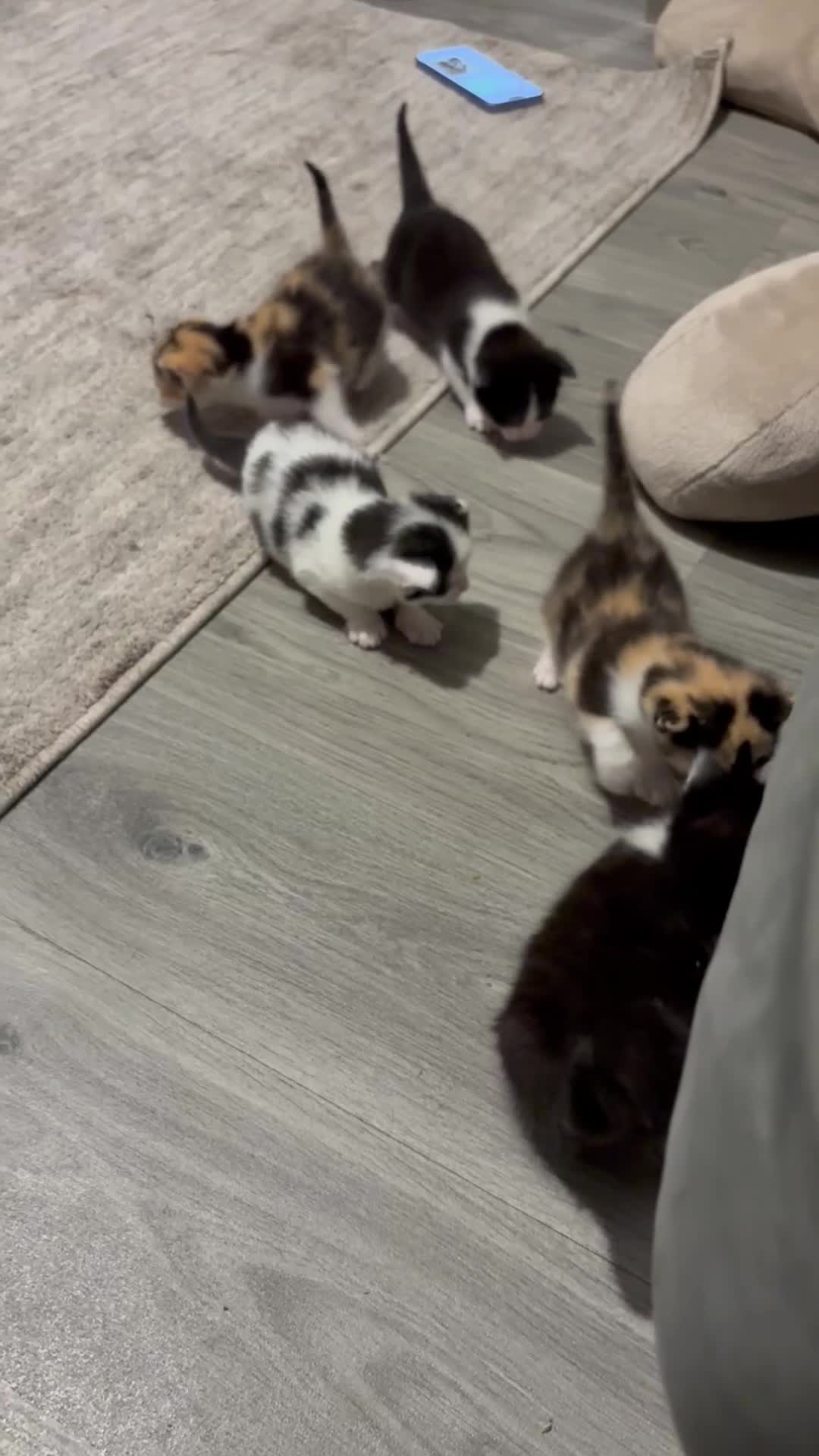Mixed Breed cats for sale: Kittens  in Rye - Video 1