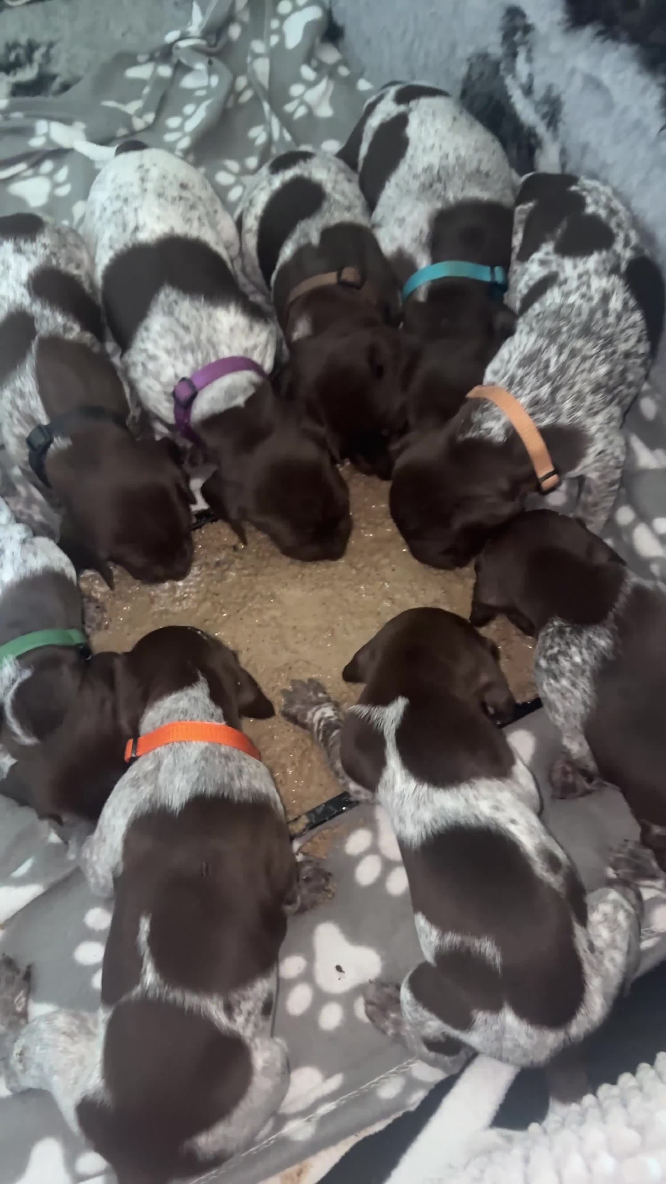 German Shorthaired Pointer dogs for sale: German shorthaired pointer pups  - Video 1