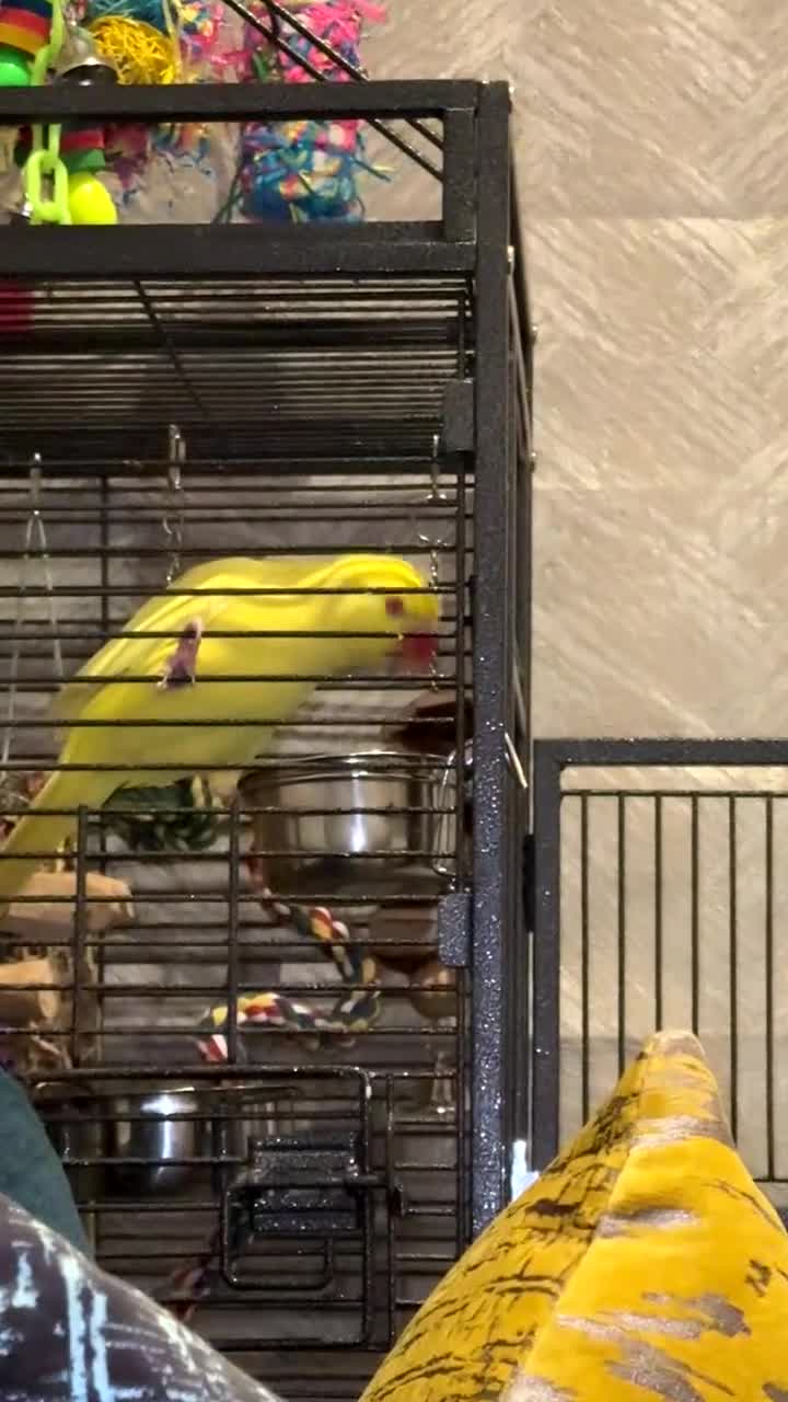 Ringnecks birds for sale: Lutino Semi Tame Indian Ringneck in Stanmore - Video 3