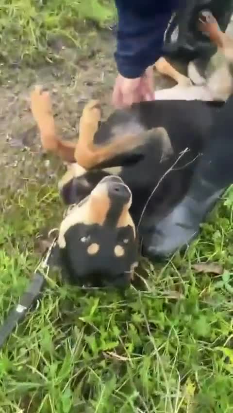 Mixed Breed dogs for adoption: Miss Maddy - 999 days in kennels 💔💔💔 in Caldicot - Video 1