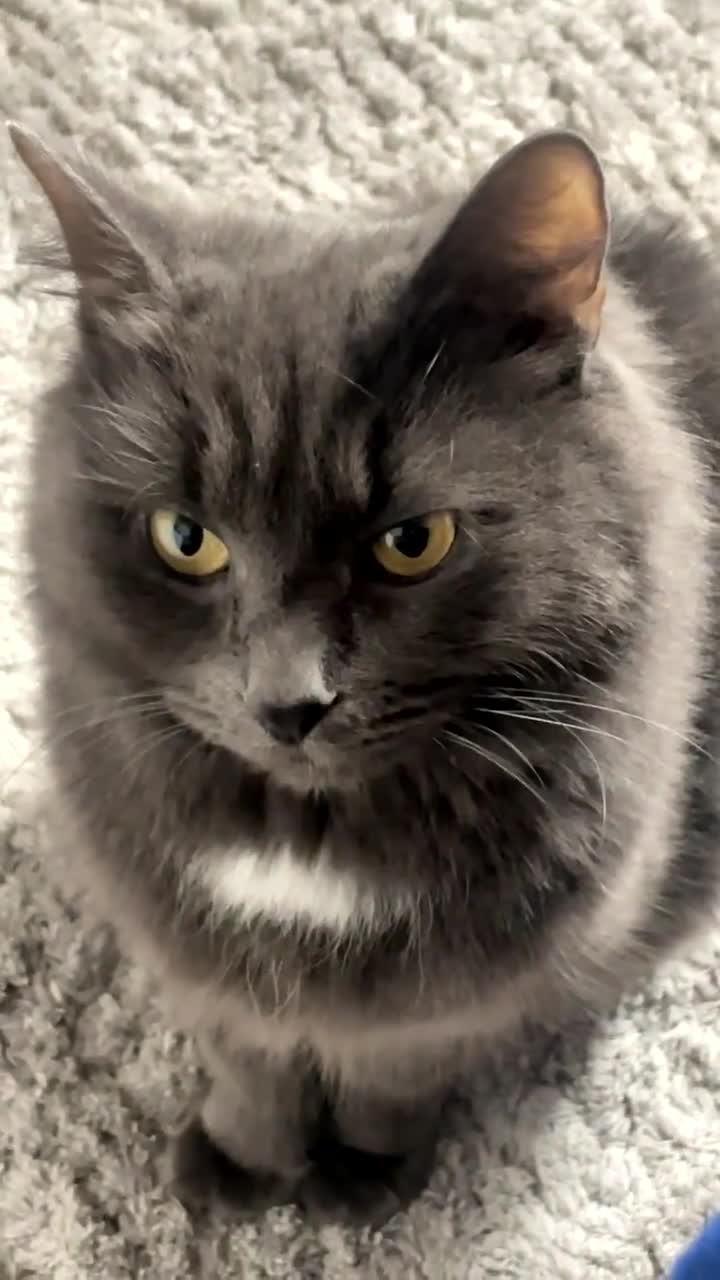 Nebelung cats for sale: Loved cat for sale  - Video 1