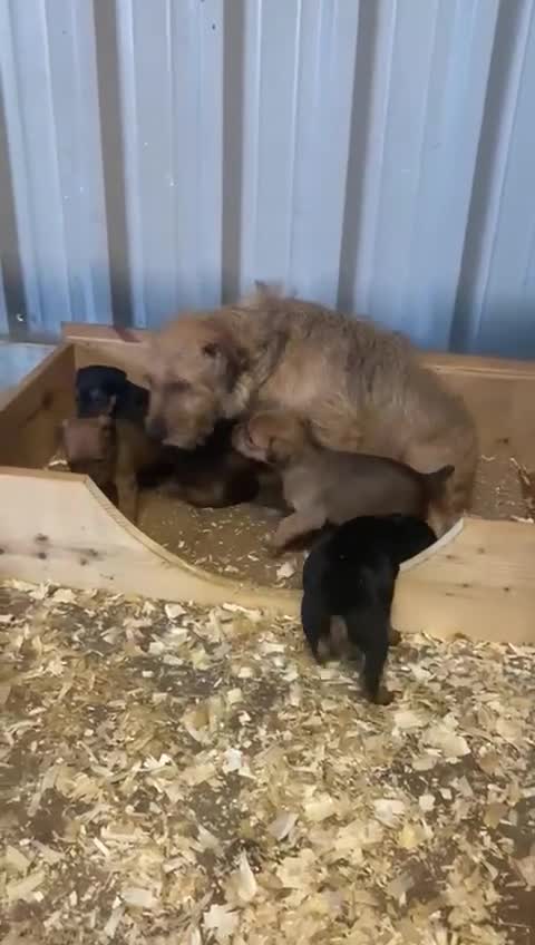 Lakeland Terrier dogs for sale: Lakeland terrier puppies for sale - Video 1