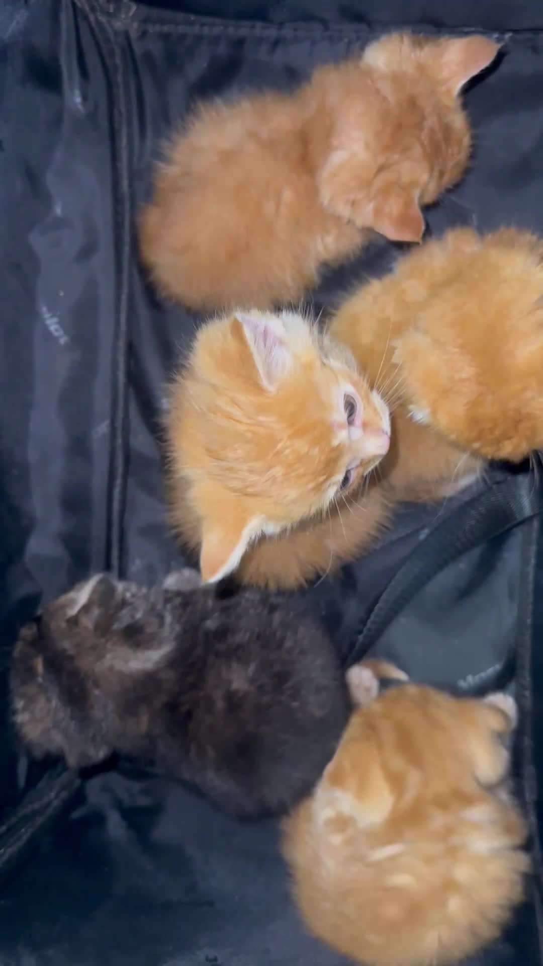 Scottish Fold cats for sale: Scottish fold/straight kittens  - Video 1