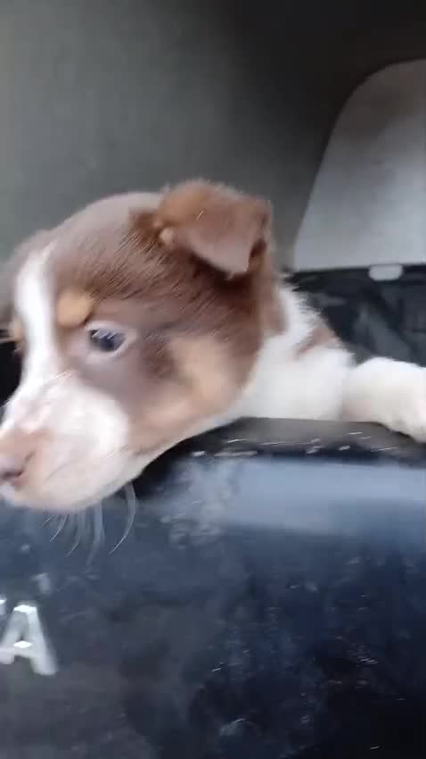 Mixed Breed dogs for sale: brown collie puppies (1 black) - Video 1