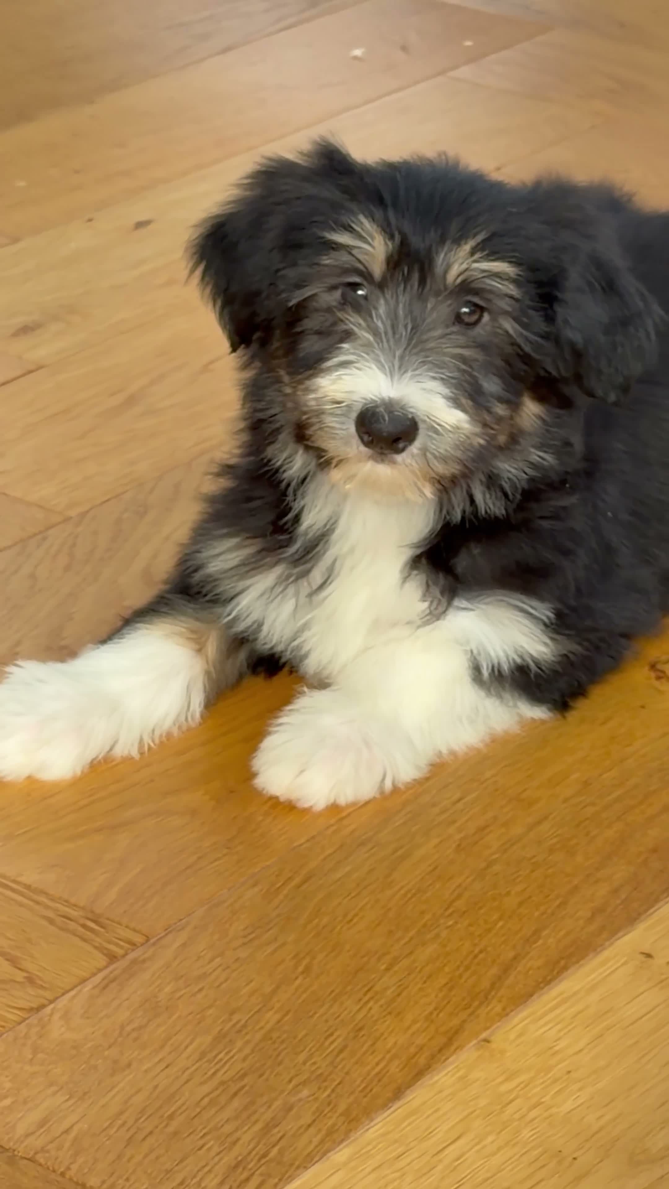 Bearded Collie dogs for sale: Beautiful Bearded Collie Puppies  - Video 4