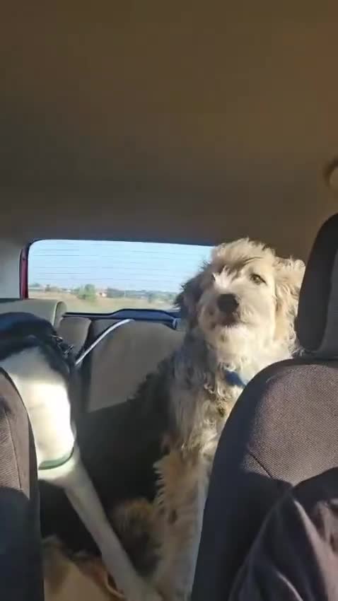 Mixed Breed dogs for adoption: NALA, a Lovely Girl - for a Loving Home - Video 2