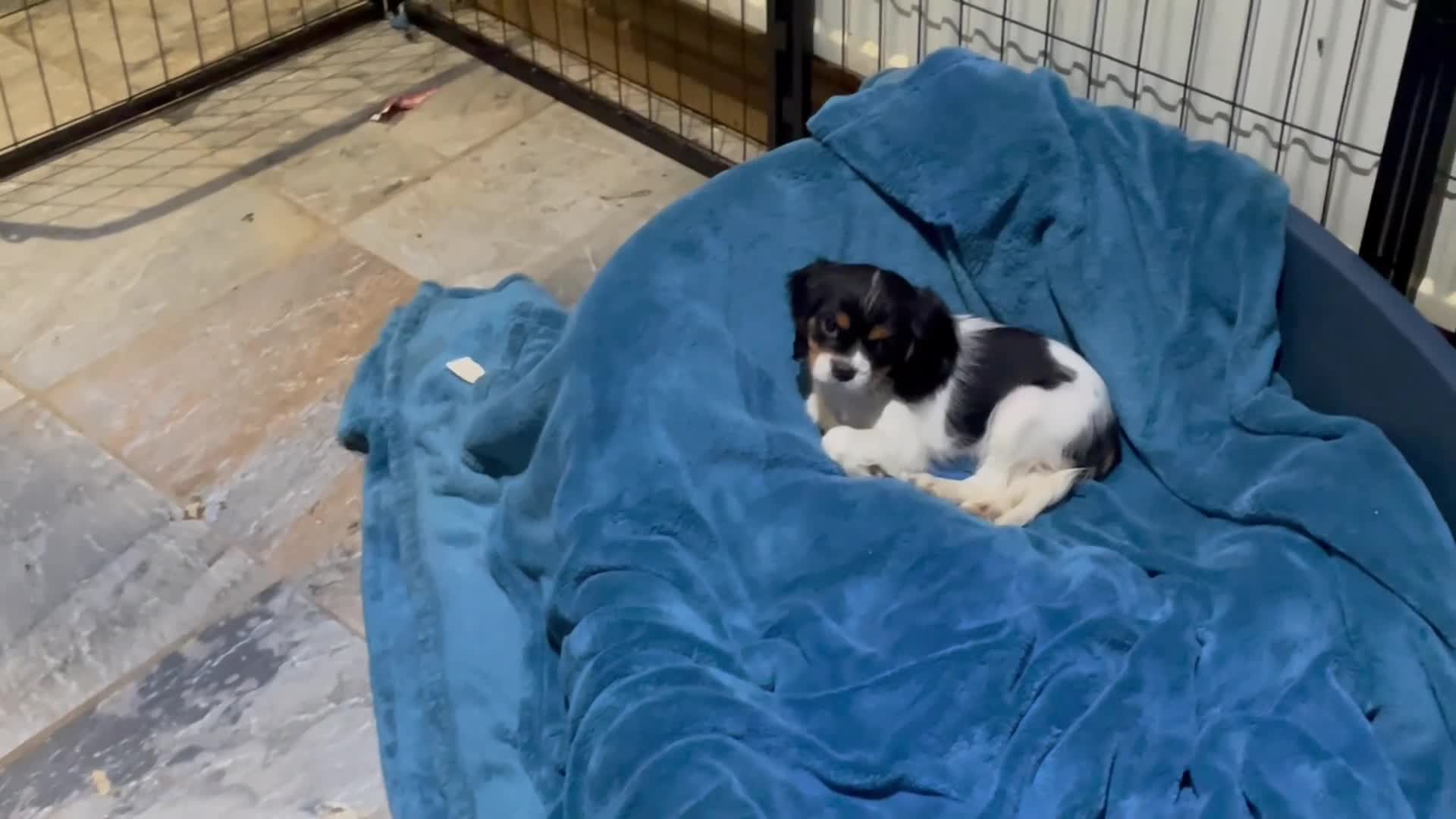 Cavalier King Charles Spaniel dogs for sale: Cavalier King Charles puppies - Video 2