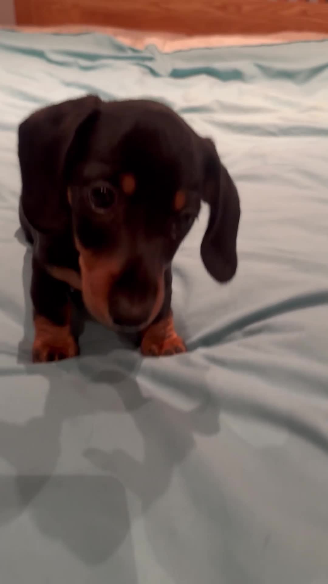 Dachshund dogs for sale: Pure bred perfect dachshund puppies - Video 1