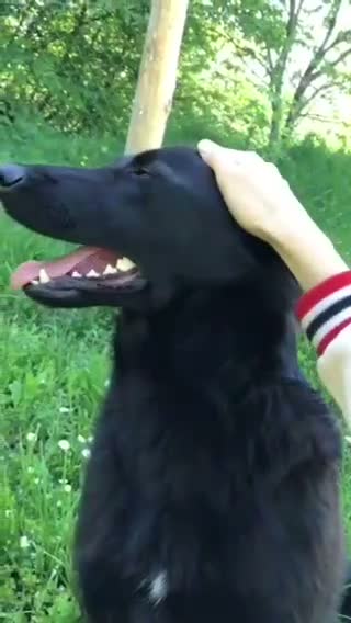 Mixed Breed dogs for adoption: ❤️🐶 NORA: CLEVER, LOVING WITH PERFECT HOME SKILLS - Video 3