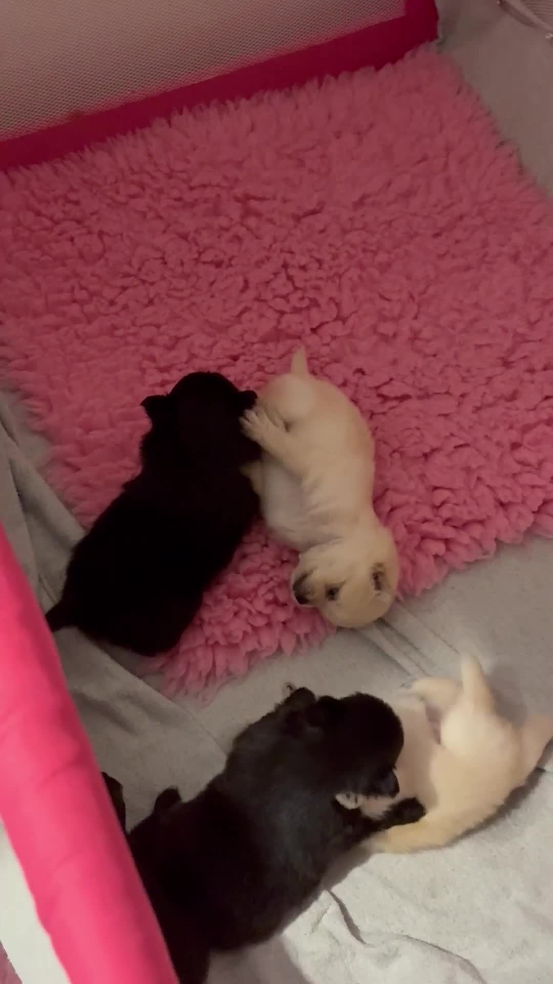 Pomeranian dogs for sale: 🌟Pomeranian🌟 - Video 2