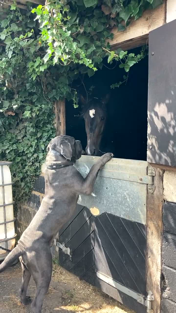 Cane Corso dogs for stud: Stunning cane corso male available for stud  - Video 2