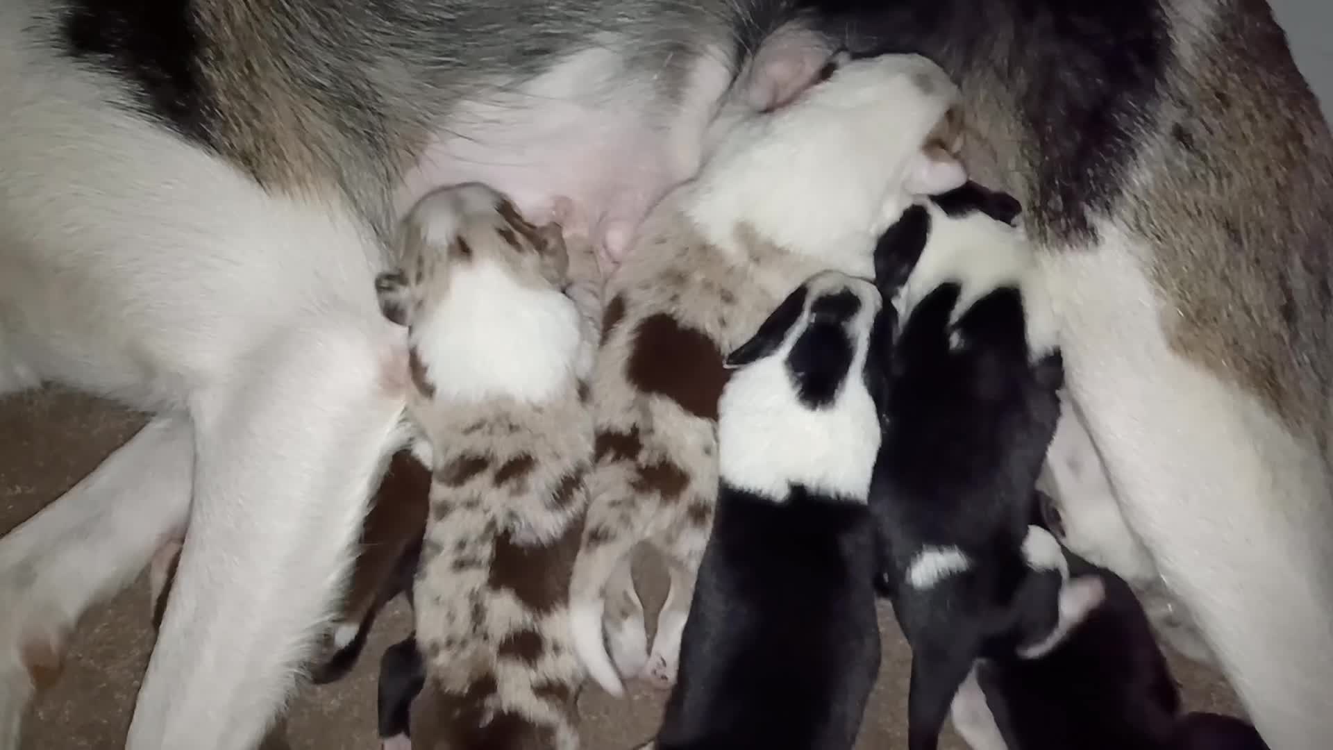 Border Collie dogs for sale: Border collie puppies B/W  - Video 1
