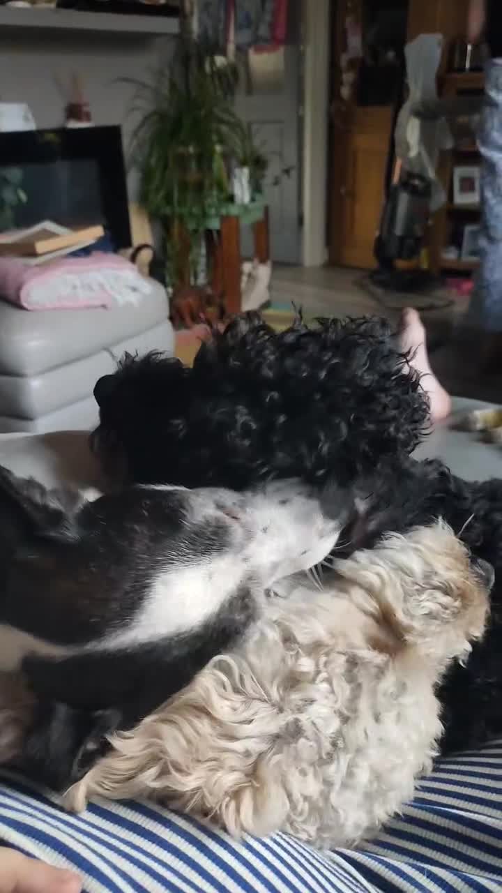 Cockapoo dogs for sale: MALE COCKAPOO - Video 2