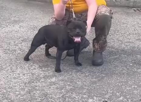 Staffordshire Bull Terrier dogs for sale: BOSS SOLID BLUE BOY SHORT & STOCKY TYPE  - Video 2