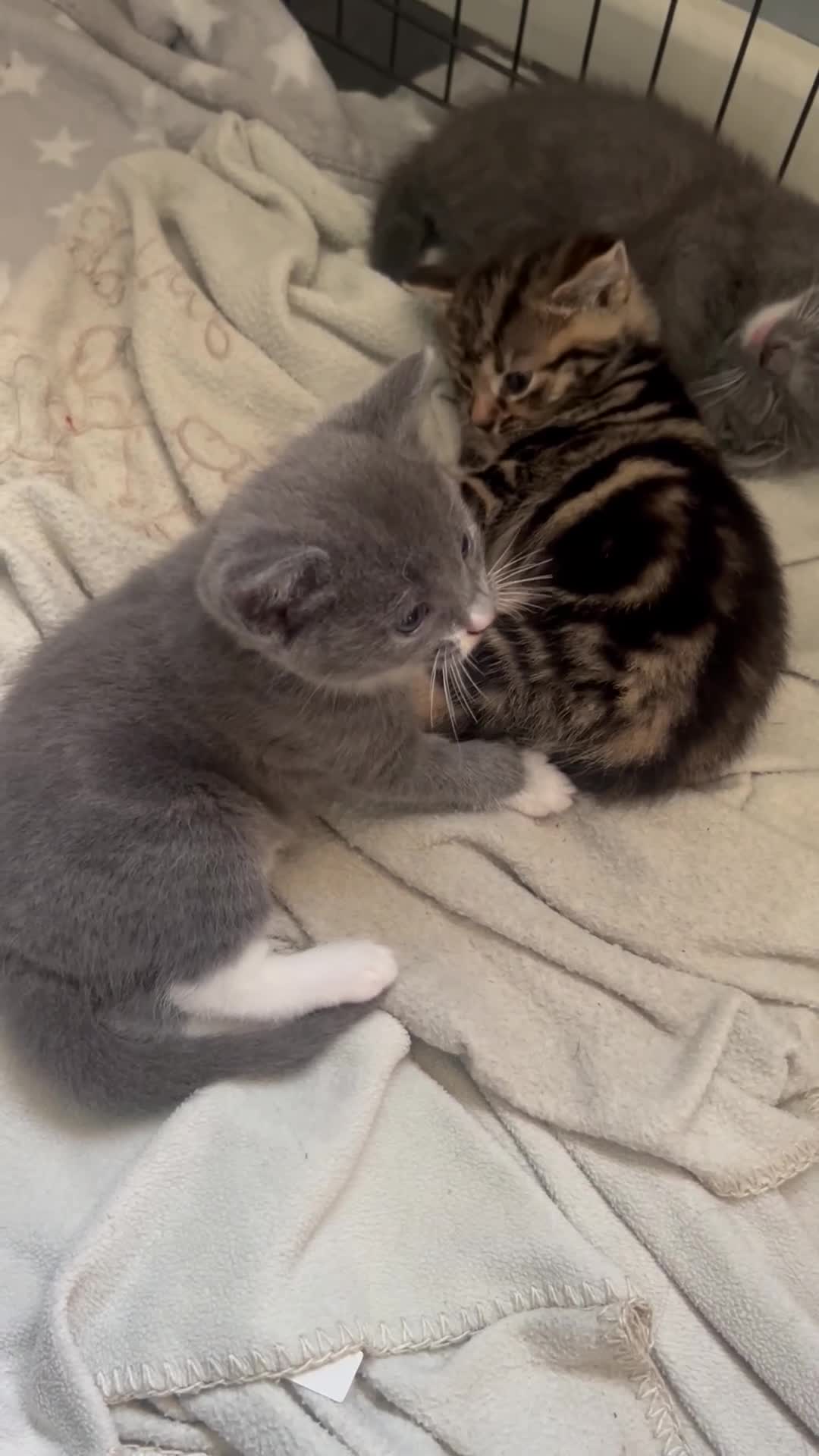 Mixed Breed cats for sale: 4 stunning kittens 😍😍 - Video 2
