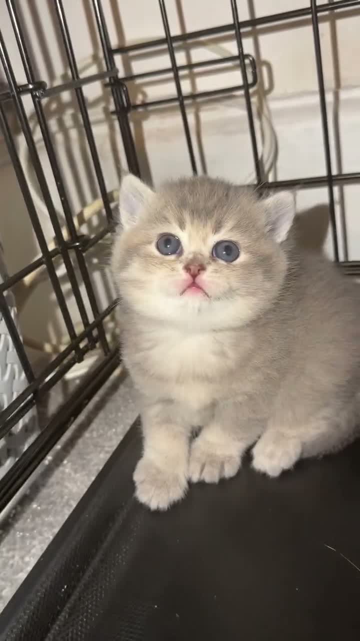 British Shorthair cats for sale: British Shorthair Kittens  - Video 1