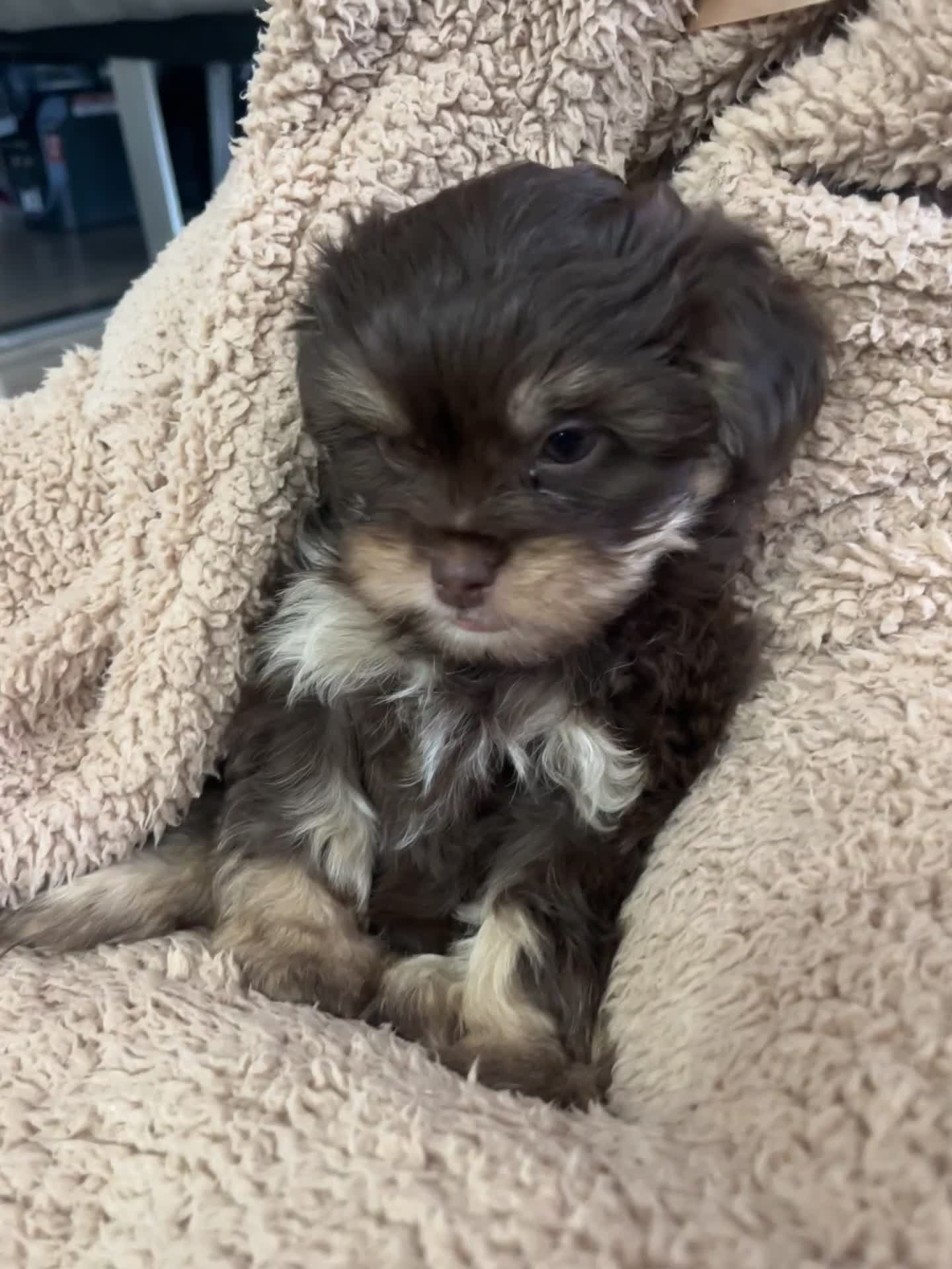 Mixed Breed dogs for sale: Shih Tzu / Chihuahua hybrids - Video 1