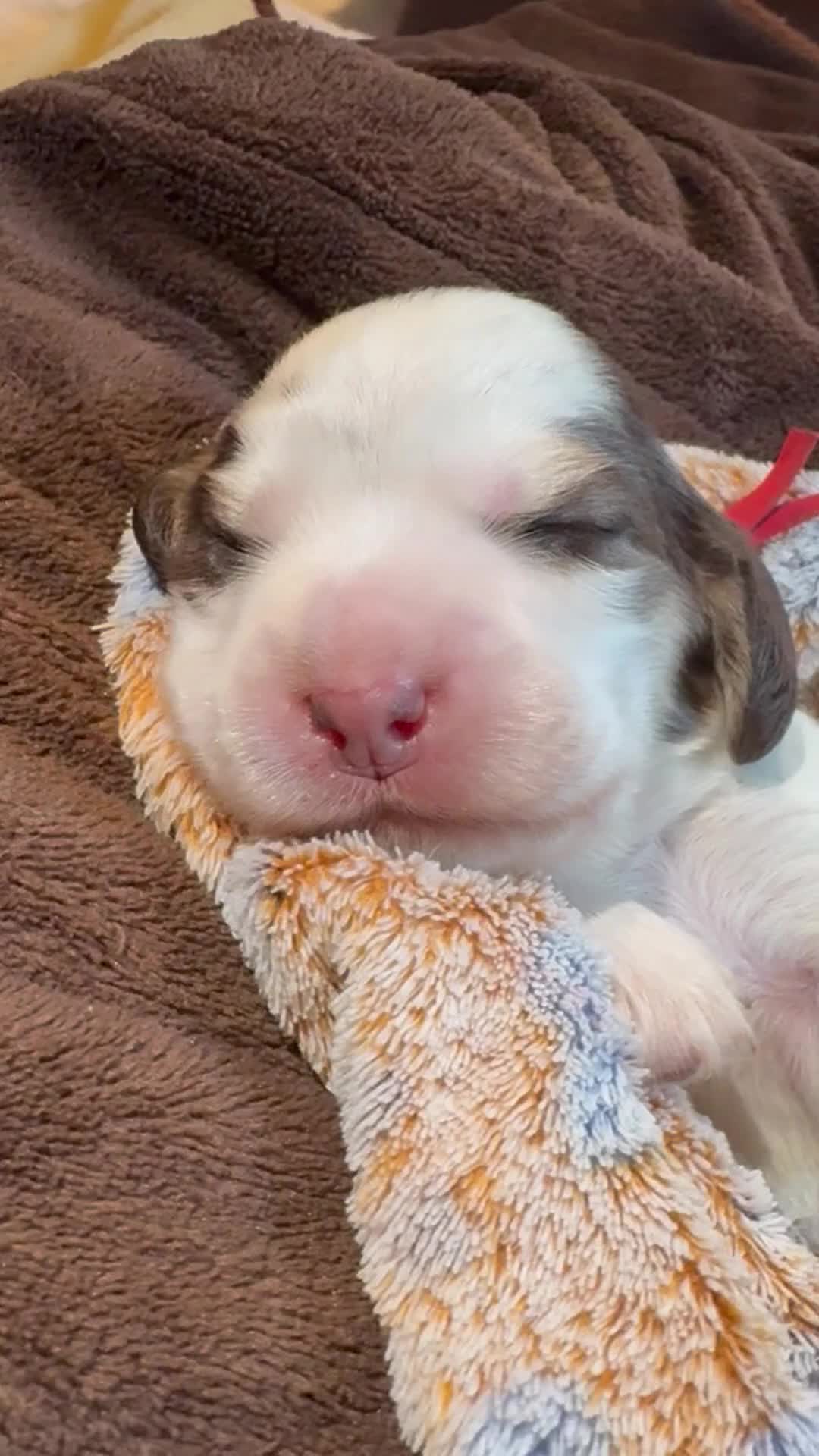 Cocker Spaniel dogs for sale: Quality KC babies - extensive health tests clear - Video 1