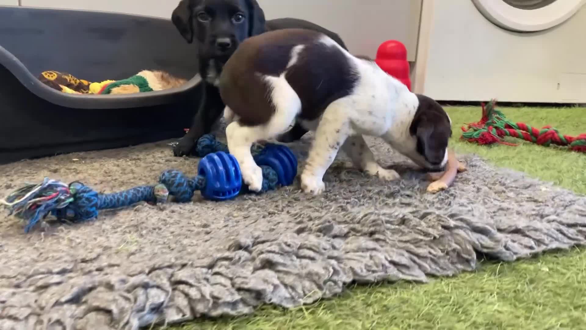 Sprocker dogs for sale: Sprocker Spaniel puppies - Video 1