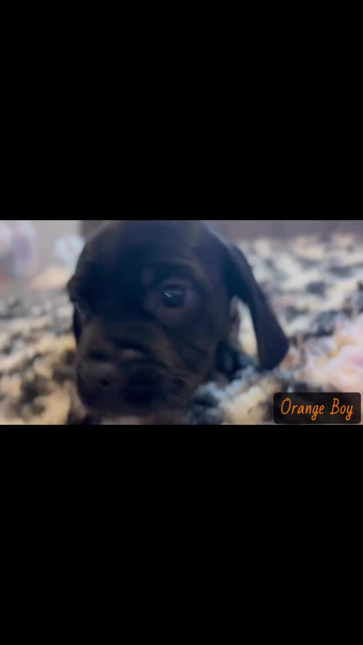 Mixed Breed dogs for sale: ⭐️ Cockerdor Puppies ⭐️  - Video 4