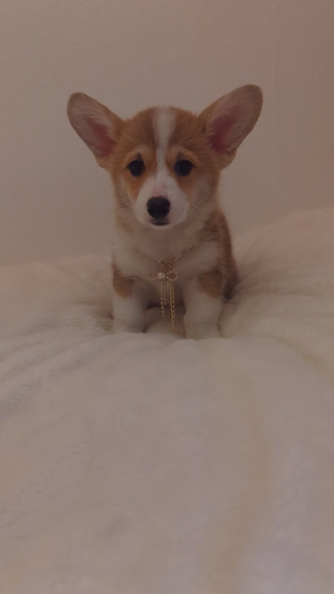 Welsh Corgi Pembroke dogs for sale: Champion line corgi puppies health tested parents  - Video 1