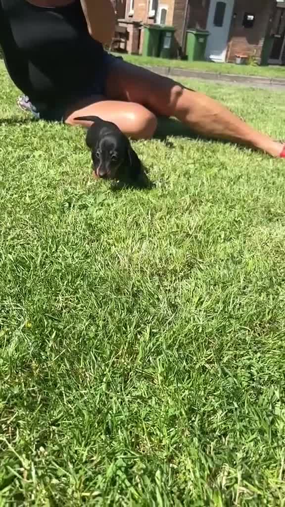 Miniature Dachshund dogs for sale: 2 Black and Tan miniature dachshunds 🐶 - Video 2