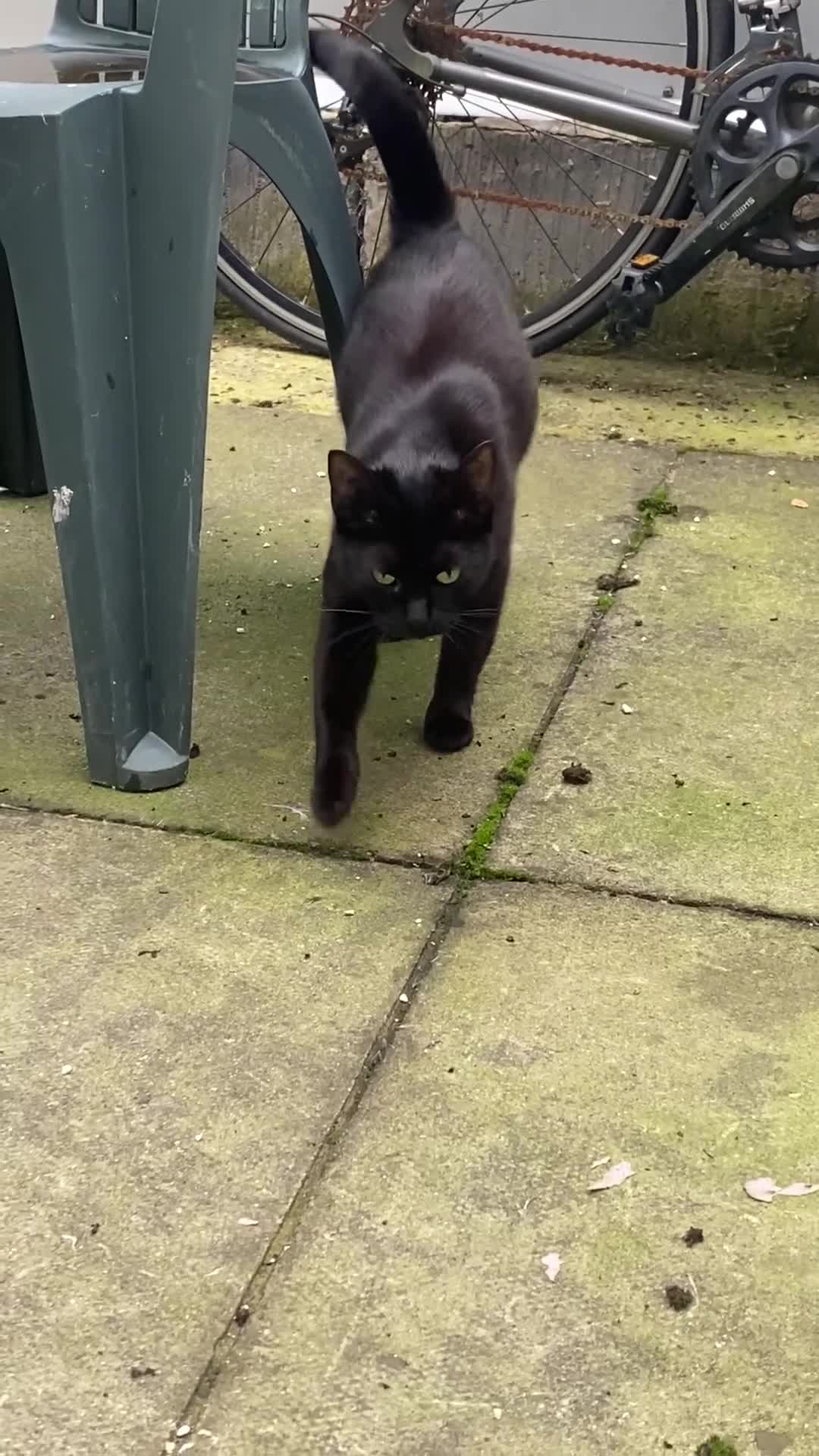 Russian Blue cats for sale: Young stray cat & 3 kittens looking for a home - Video 1